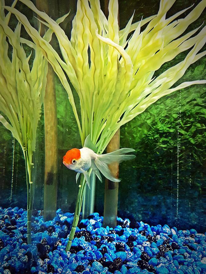 Aquarium Hotel Riyadh Ngoại thất bức ảnh